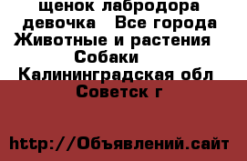 щенок лабродора девочка - Все города Животные и растения » Собаки   . Калининградская обл.,Советск г.